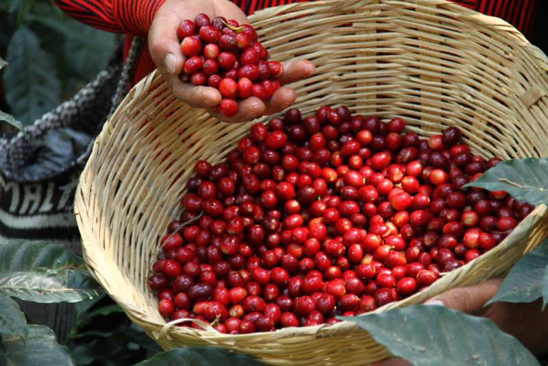 granos de café producido en Guatemala