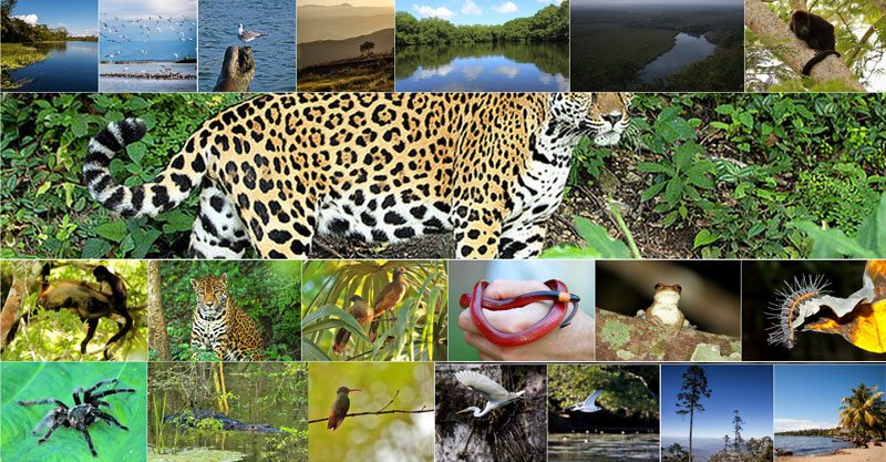 Flora y fauna en Guatemala