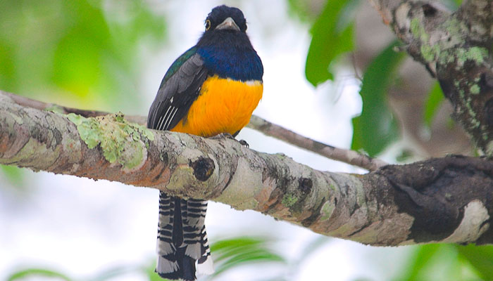 ave en Guatemala sobre árbol