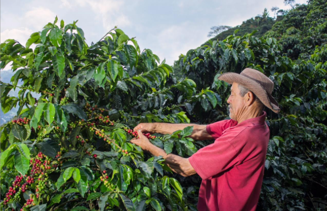 Agricultura y silvicultura en Guatemala