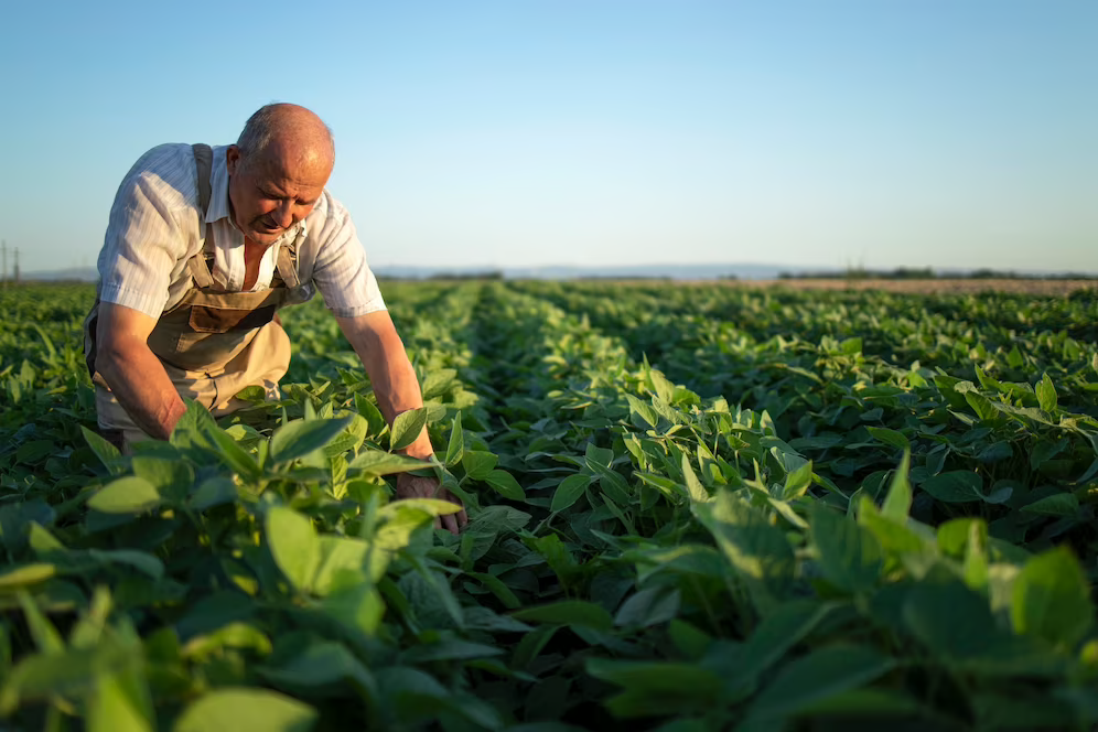 cosechas y la tecnología en la agricultura
