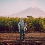 La industria del azúcar en Guatemala