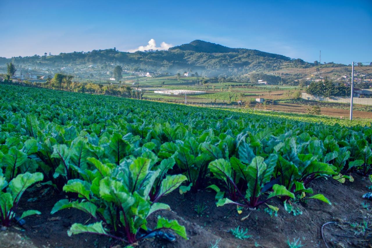 Cuál es la relevancia de la agricultura en Guatemala