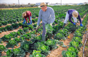 Cooperativas agrícolas como motores silenciosos del desarrollo económico