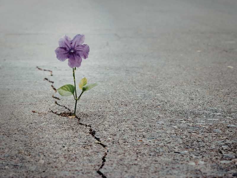 una flor morada creciendo en una grieta del concreto, representando la resiliencia
