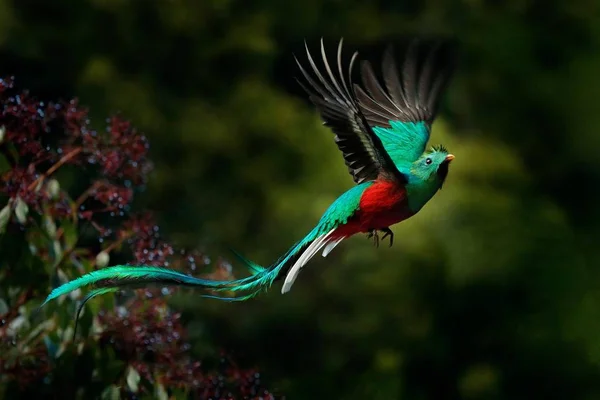 conservación del quetzal