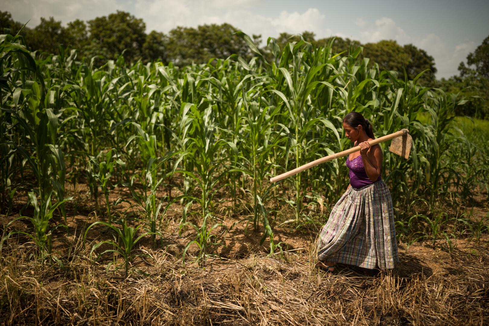 Trabajadora agrícola expuesta a altas temperaturas durante su jornada laboral en Guatemala.